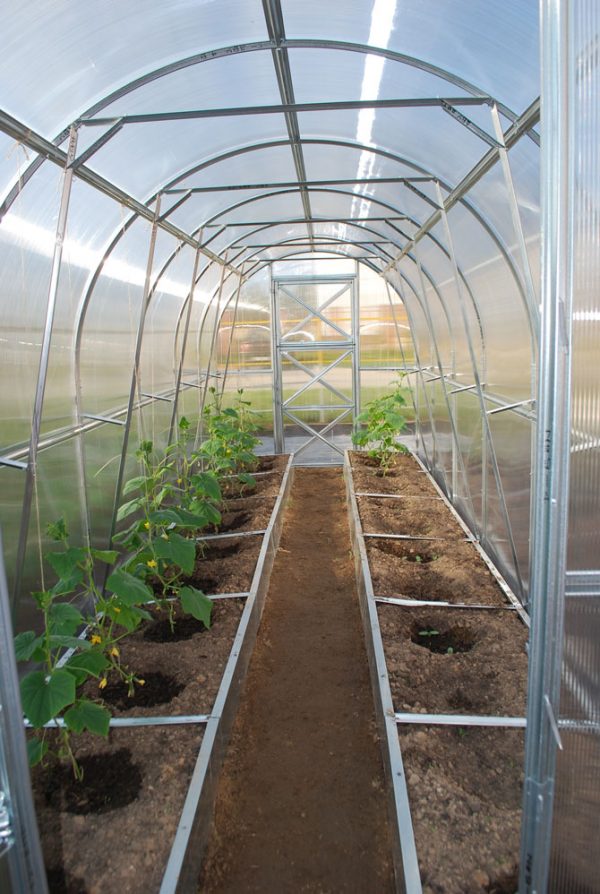 Polycarbonate Greenhouse Compact 240 - Image 4