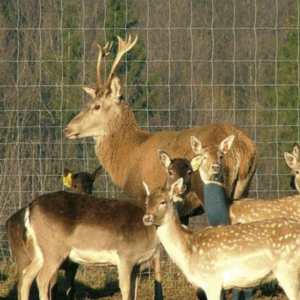 Keevitatud loomavõrk